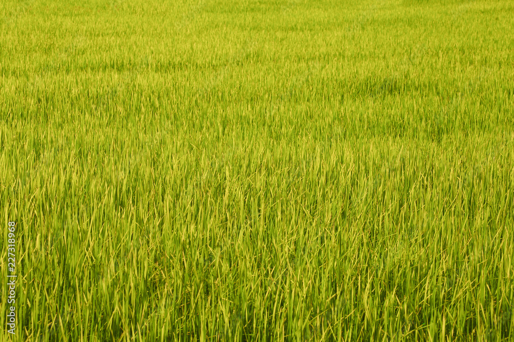 Green field background.