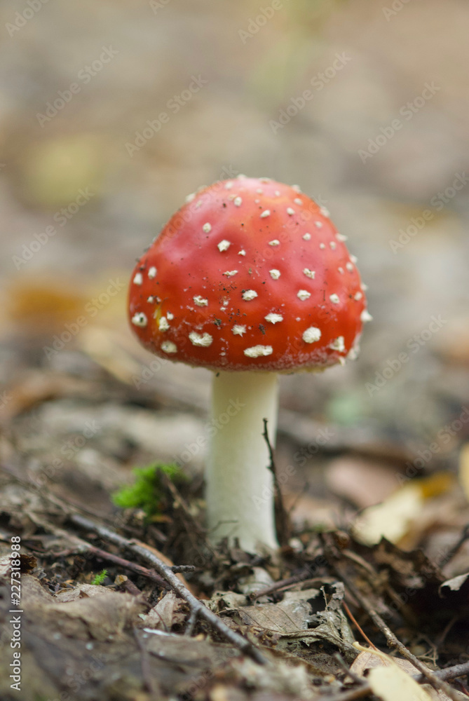 beautiful forest mushrooms from under Kiev beautiful forest mushrooms from under Kiev