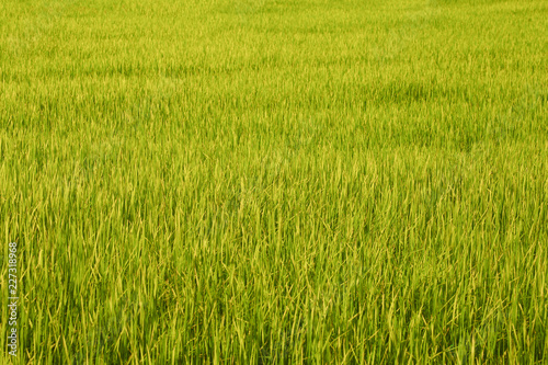 Green field background.