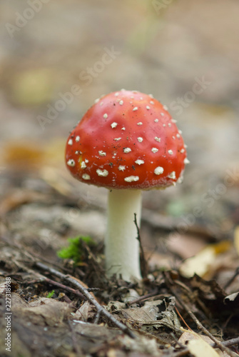 beautiful forest mushrooms from under Kiev