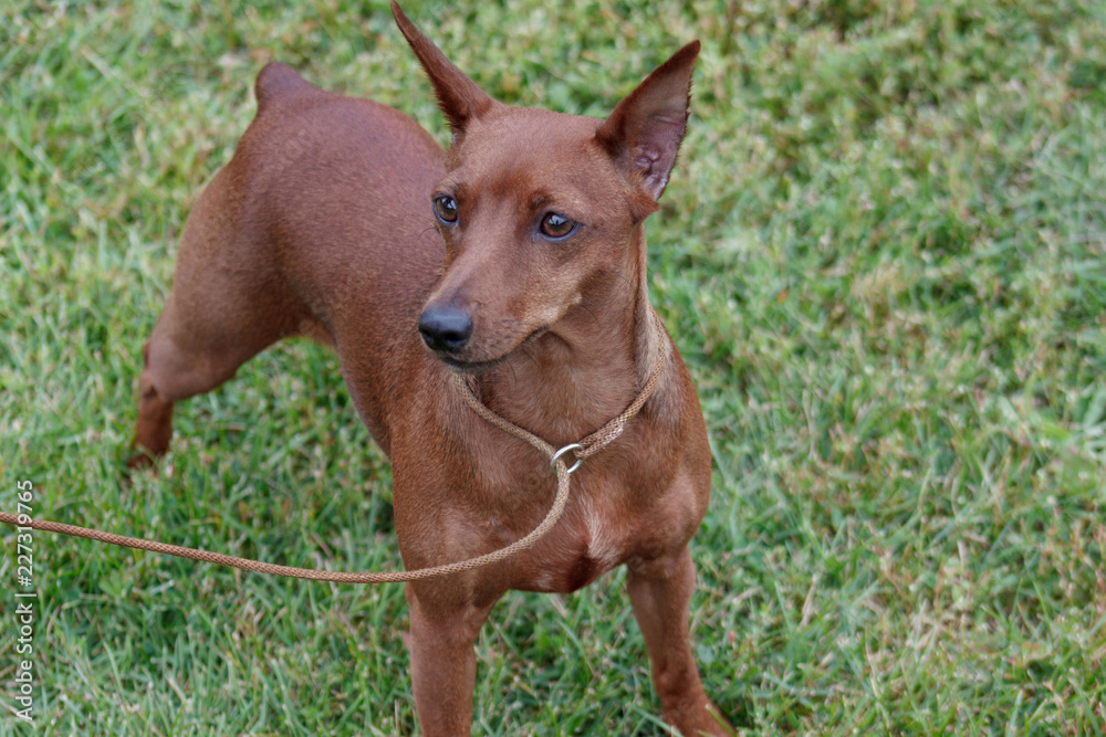 Cute red puppy of miniature pinscher is standing in the green grass.