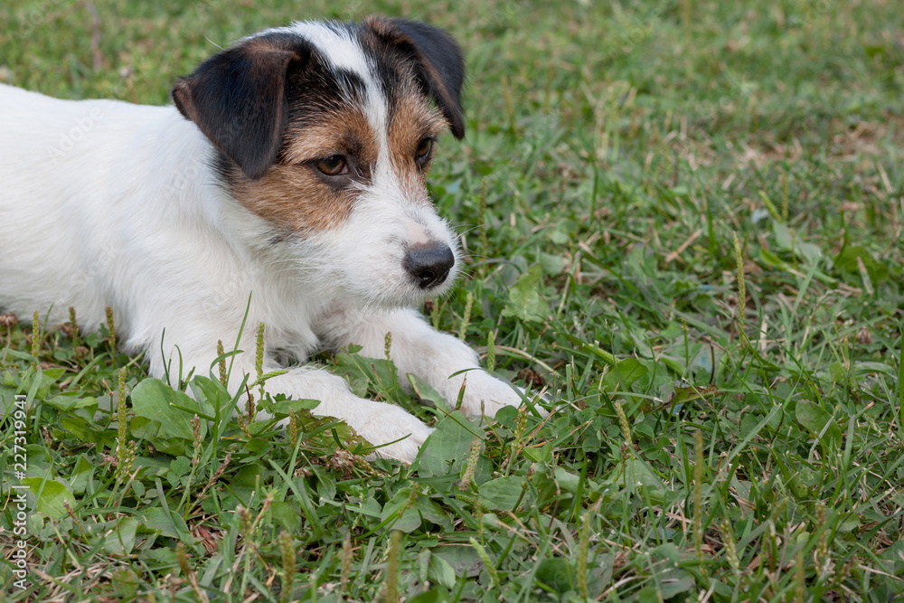 Cute jack russell terrier puppy with hazel eyes is lying on a green meadow. Pet animals. Cute jack russell terrier puppy with hazel eyes is lying on a green meadow. Pet animals.