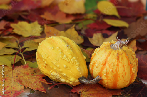 Close up on decorative pumpkins laying on autumn colorful leaves  selective focus