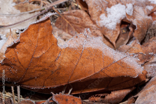 Orange maole leaf is lying on a ground and covered with snow and hoarfrost.
