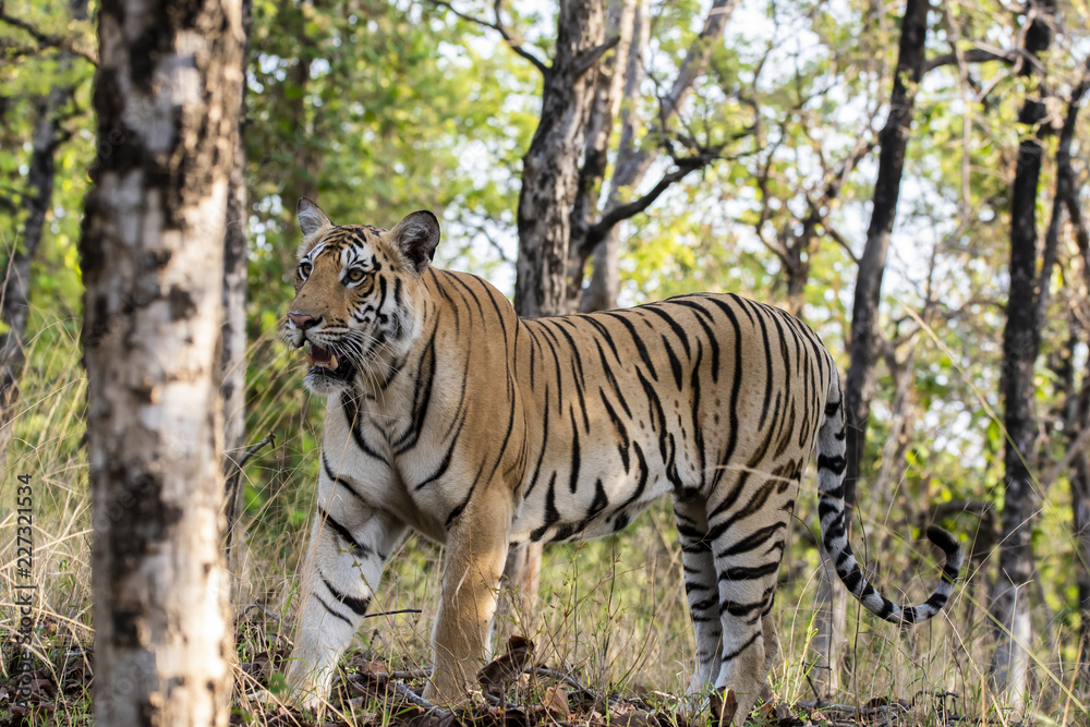 Obraz premium A tiger cub checking out deers across the road inside Pench tiger reserve