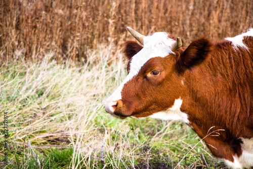 Young and beautiful cow in pasture. Cows live on a farm. They are bred for the extraction of tasty and healthy milk.