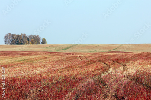 Cutting rape field. Harvesting of rape. Landscape in autumn.