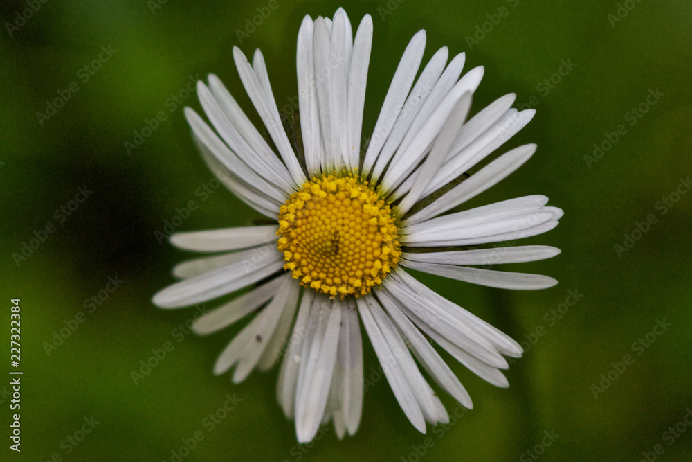 Fototapeta premium daisy in the grass