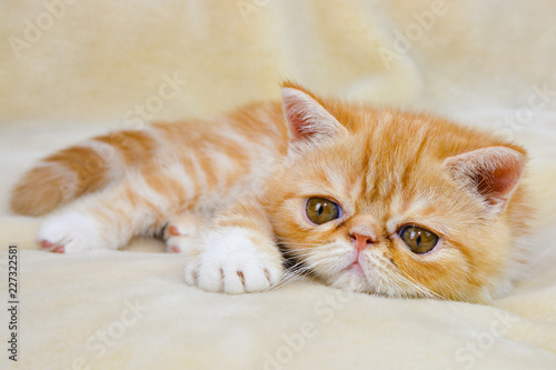 Принти на полотні Little kitten exotic breed color red marble lying on the couch