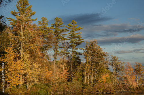 Trees and clouds