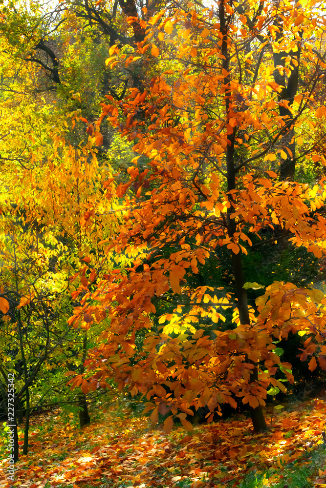 Mysterious autumn forest background with magnolia tree Mysterious autumn forest background with magnolia tree