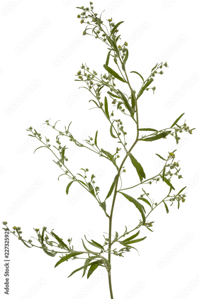 Blooming twig wormwood, isolated on a white background - obrazy, fototapety, plakaty 