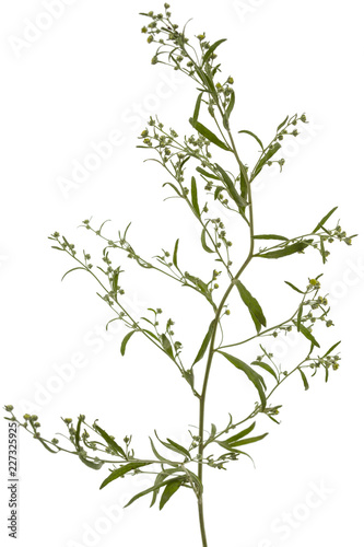 Blooming twig wormwood, isolated on a white background