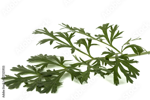 Branch of sagebrush  isolated on a white background