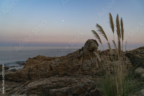 Pampasgras in der Dämmerung am Meer mit wolkenfreiem Himmel und aufgehendem Mond photo