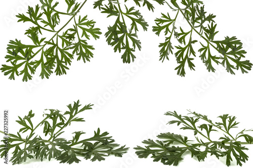 Herbal frame from branches of sagebrush ( absinthe, absinthium, absinthe wormwood, wormwood ) leaves, isolated on white background