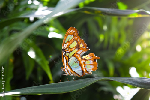  Beautiful butterfly sitting on a plant