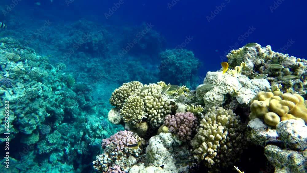 Diving. Tropical fish and coral reef. Underwater life in the ocean. Diving. Tropical fish and coral reef. Underwater life in the ocean.