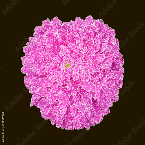 pink flower on black background, microtexture elements