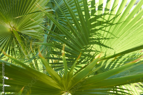 Fototapeta Naklejka Na Ścianę i Meble -  green leaves of palm