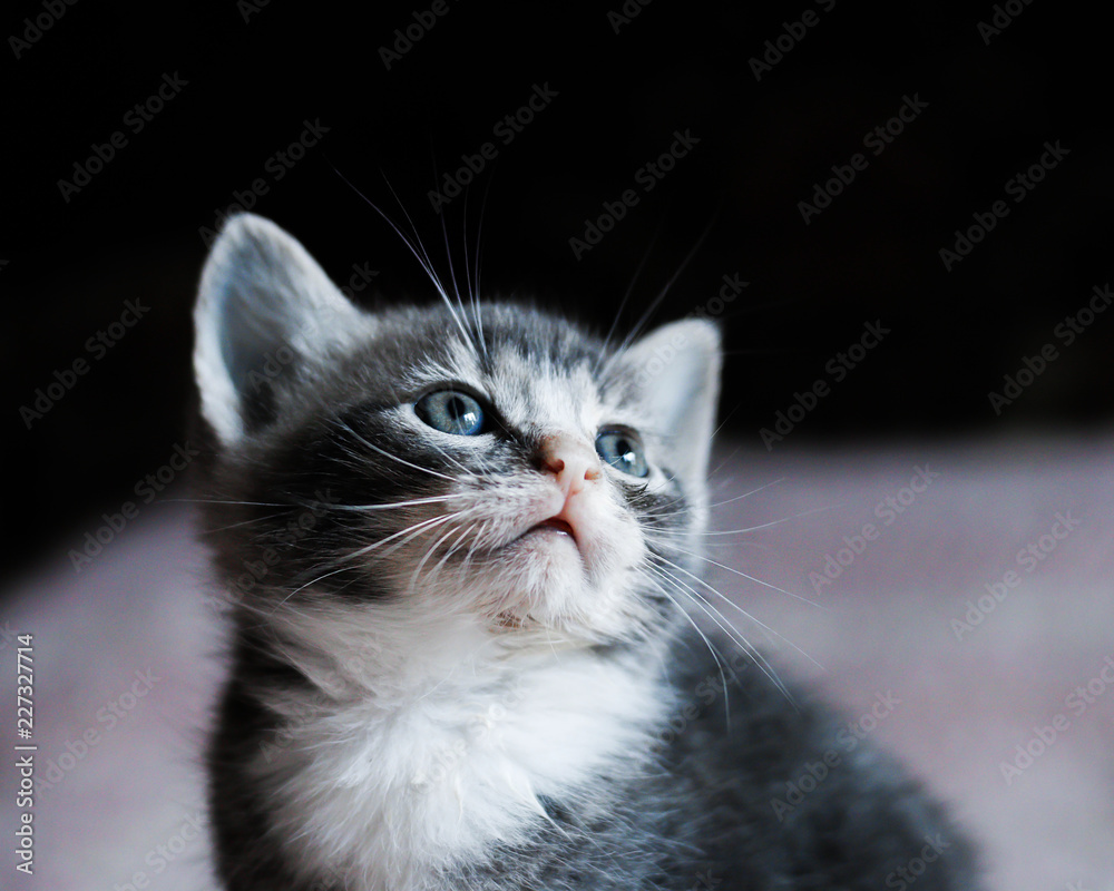 Very beautiful and cute gray colored kitten. Shallow depth of field. Very beautiful and cute gray colored kitten. Shallow depth of field.