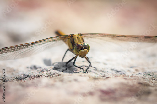 dragonfly sit on rock