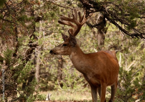 Mule Deer