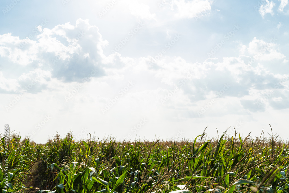 Obraz premium Corn field with blue skies and clouds
