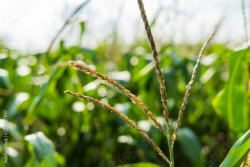 Close up of a corn field with shallow depth of field 