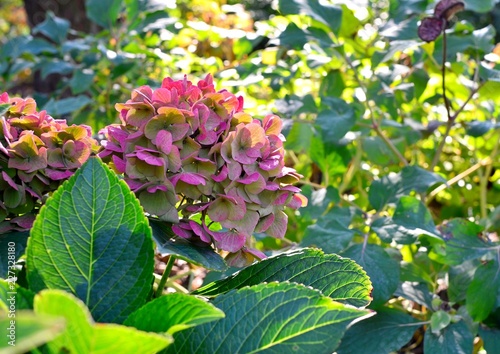 Purple hydrangea flowers under the autumn sun rays, closeup