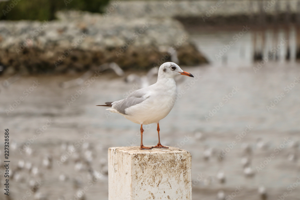 White and gray seagull standing on a shore.