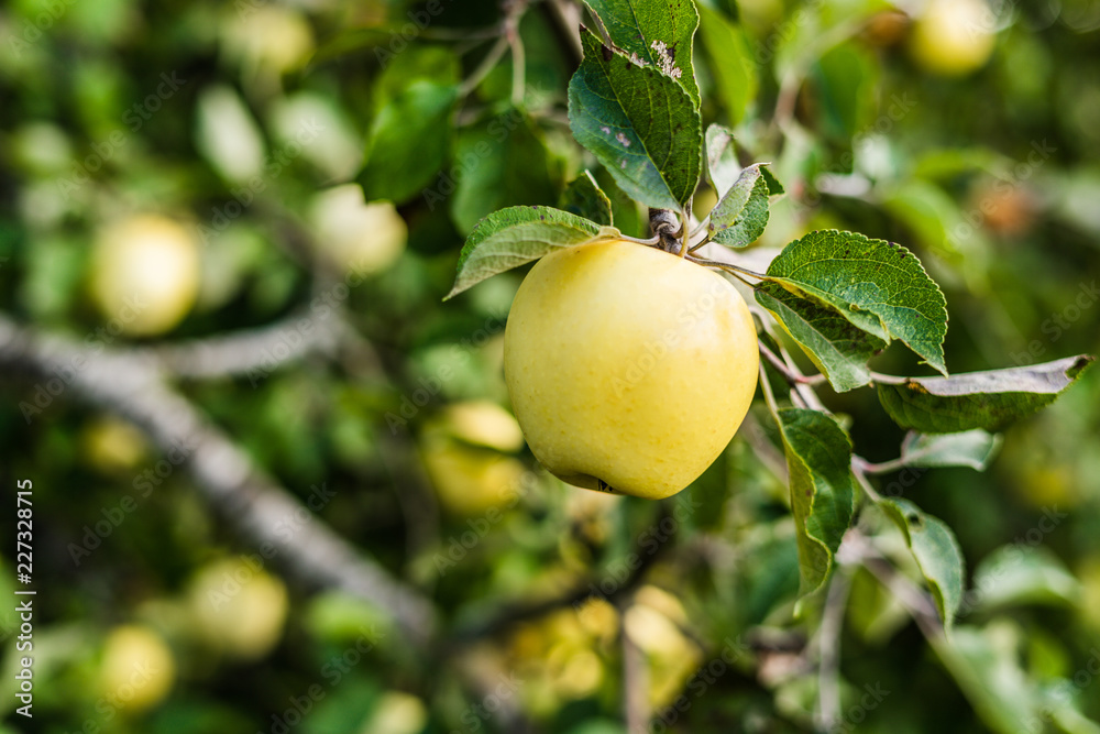Close up of apple tree with shallow depth of field Close up of apple tree with shallow depth of field