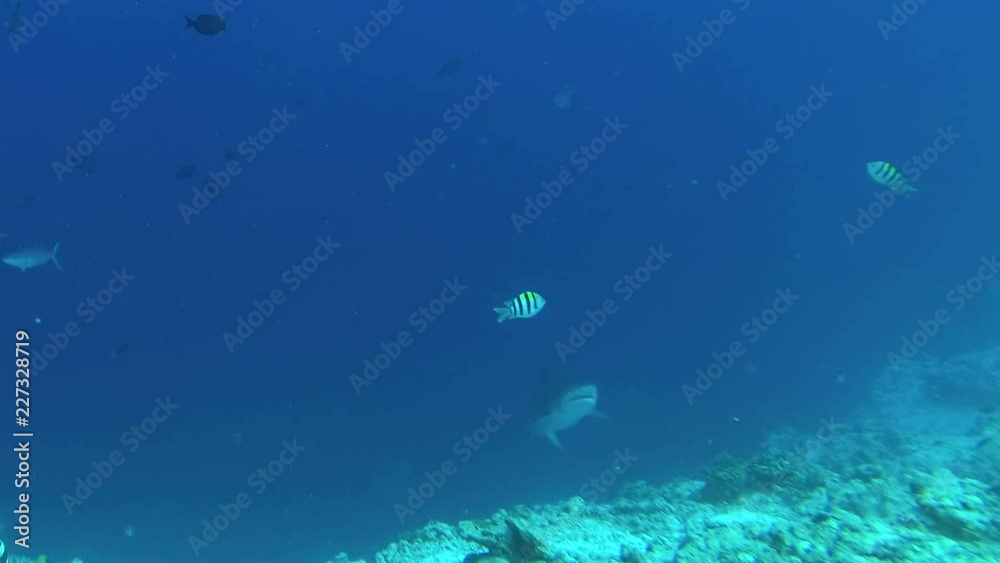 Tiger shark swims in the blue water over reef. Underwater shot, Tiger Shark (Galeocerdo cuvier), Indian Ocean, Maldives Tiger shark swims in the blue water over reef. Underwater shot, Tiger Shark (Galeocerdo cuvier), Indian Ocean, Maldives