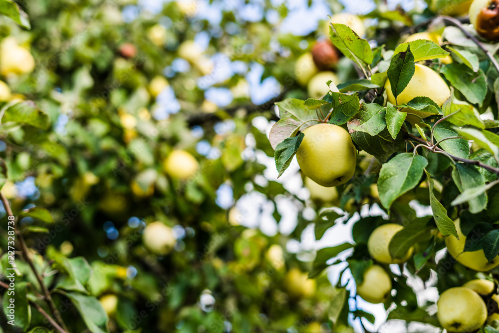 Close up of apple tree with blue skies and clouds with shallow depth of field Close up of apple tree with blue skies and clouds with shallow depth of field