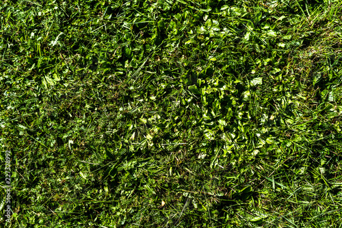 Close up of cutout grass with shallow depth of field