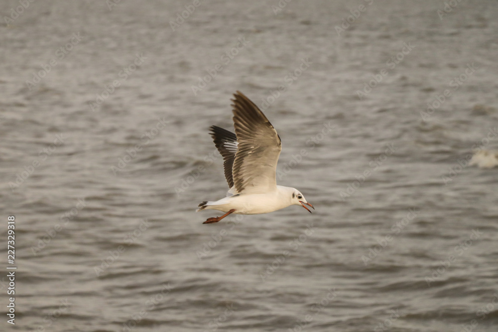 Seagull flying over sea and nature background. Seagull flying over sea and nature background.