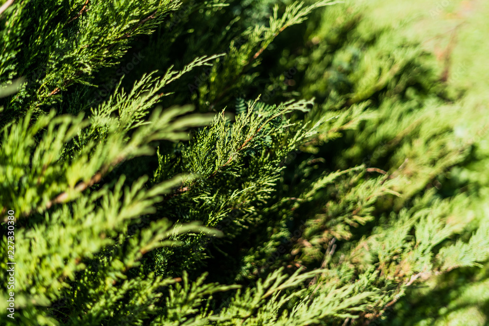 Close up cypress with shallow depth of field Close up cypress with shallow depth of field