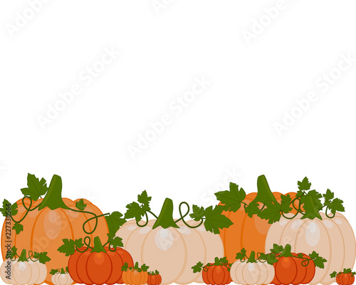 Vector illustration of a background of orange and white pumpkins sitting on autumn leaves. Pumpkins are different sizes on white background.