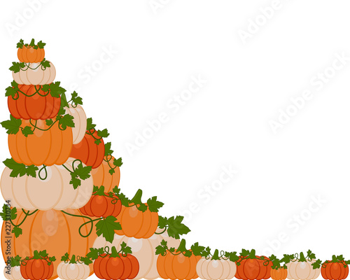 Vector illustration of a background of orange and white pumpkins sitting on autumn leaves. Pumpkins are different sizes on white background.