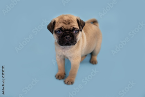 Cute pug puppy standing on a blue background 
