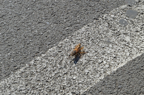 Hornet - insect on the street asphalt