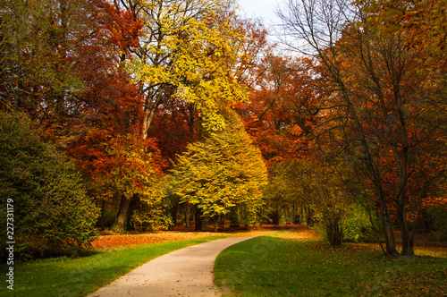 Colorful Foliage Trees in the Park with Little Road