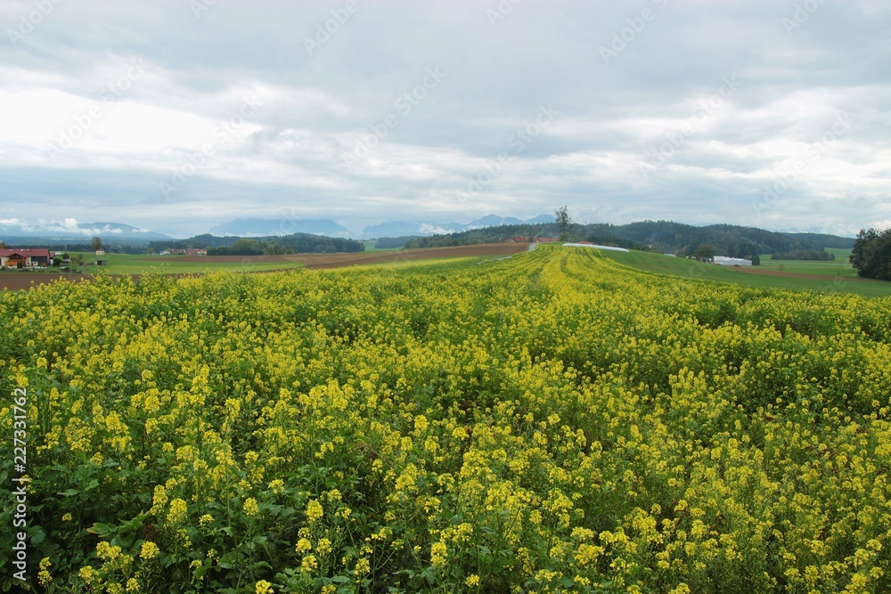 Fototapeta premium Blooming rapeseed field in autumn. On a high plateau in upper Austria, Europe, near Lamprechtshausen. Far in the background the mountains of the Alps, A magnificent panoramic view.