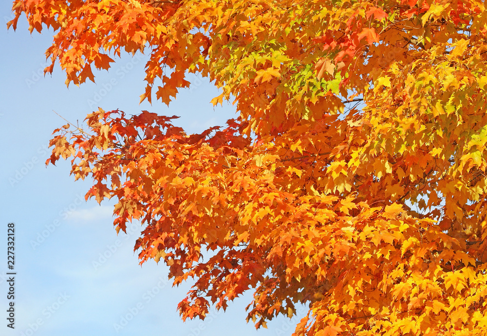 Beautiful gold and orange leaves of the Maple tree in Autumn
Beautiful gold and orange leaves of the Maple tree in Autumn