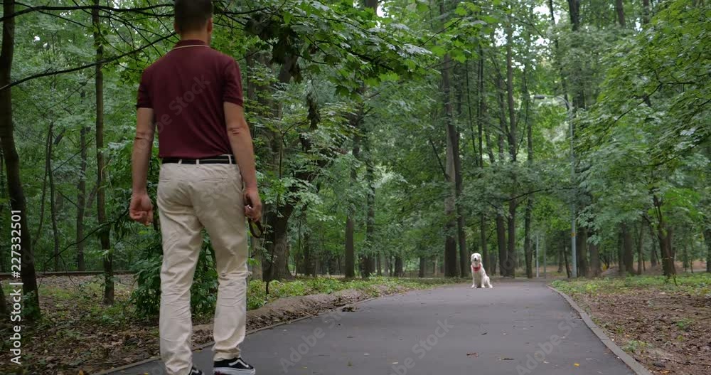 Golden retriever dog walking outdoor in slow motion Golden retriever dog walking outdoor in slow motion