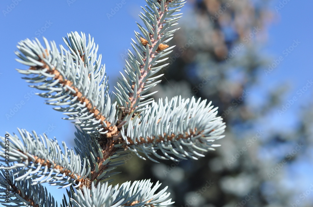 Coniferous trees. Branches ate with needles and cones