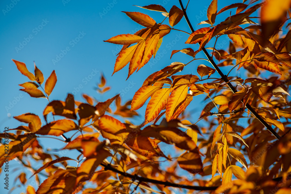Nice yellow orange red leaves on blue sky nature Nice yellow orange red leaves on blue sky nature