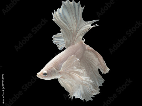 Close up art movement of Betta fish,Siamese fighting fish isolated on black background.Fine art design concept.