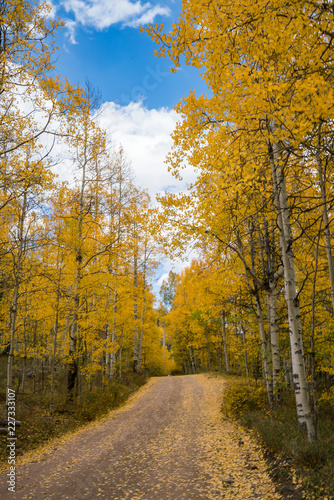 Autumn colours in Cement Creek, Crested Butte, Colorado USA