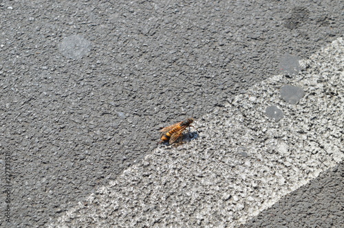 A hornet on road's asphalt